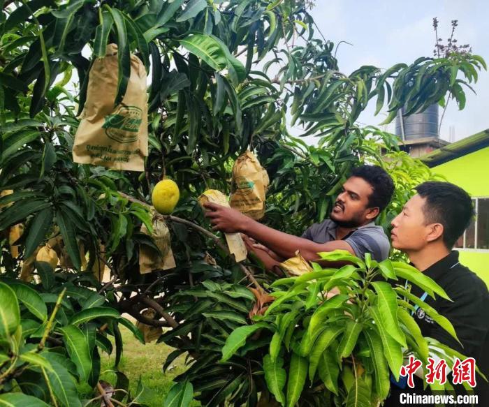 項目組專家在一處芒果生產基地開展田間病蟲害防控指導。　中斯南南合作專家組供圖